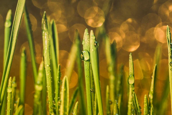 Giovane Erba Verde Con Gocce Rugiada — Foto Stock