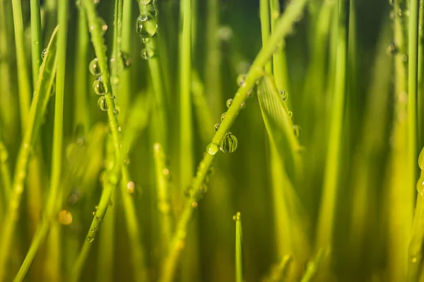 Jeune Herbe Verte Avec Gouttes Rosée — Photo