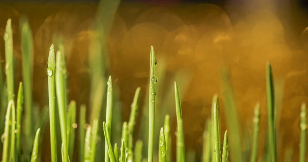 Young Green Grass Dew Drops — Stock Photo, Image