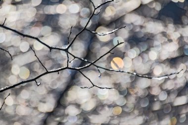 Güneşli bir kış gününde bir ağacın dallarında buz