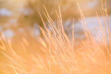 Kış güneşi bir tarla bitkisinin içinden batıyor