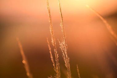 Kış güneşi bir tarla bitkisinin içinden batıyor