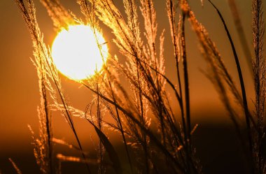 Kış güneşi bir tarla bitkisinin içinden batıyor