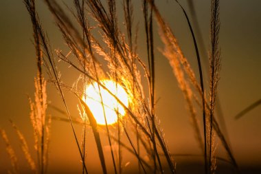 Kış güneşi bir tarla bitkisinin içinden batıyor