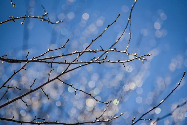Grenarna Ett Träd Solig Vinterdag — Stockfoto