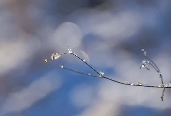 Led Větvích Stromu Slunečného Zimního Dne — Stock fotografie