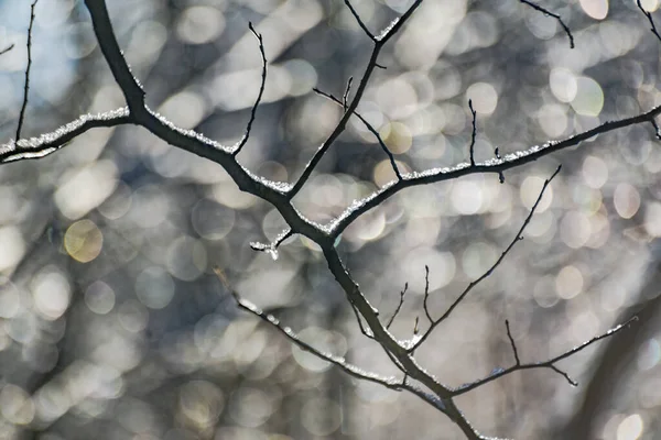 Ice Branches Tree Sunny Winter Day — Stockfoto