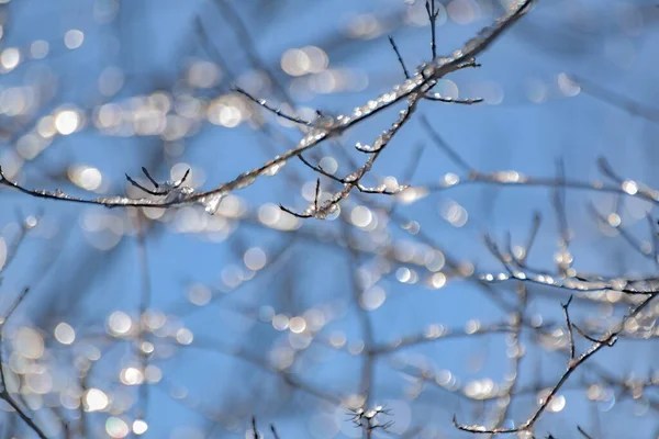 Ice Branches Tree Sunny Winter Day — стоковое фото