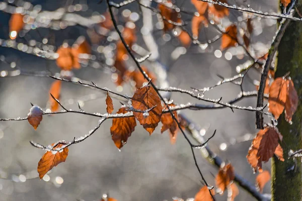 Ghiaccio Sui Rami Albero Una Giornata Invernale Soleggiata — Foto Stock