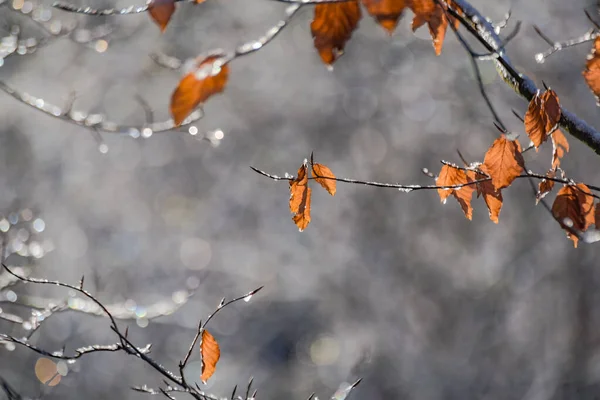 Ijs Takken Van Een Boom Een Zonnige Winterdag — Stockfoto