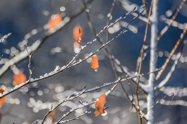 Ghiaccio Sui Rami Albero Una Giornata Invernale Soleggiata — Foto Stock