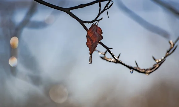 Πάγος Στα Κλαδιά Ενός Δέντρου Μια Ηλιόλουστη Χειμωνιάτικη Μέρα — Φωτογραφία Αρχείου