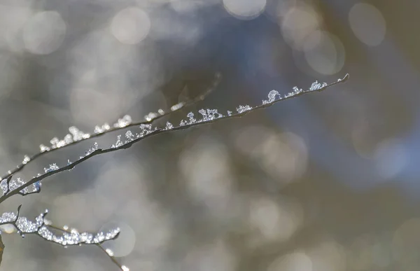 Ice Branches Tree Sunny Winter Day — Foto Stock