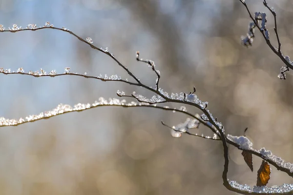 Ice Branches Tree Sunny Winter Day — ストック写真