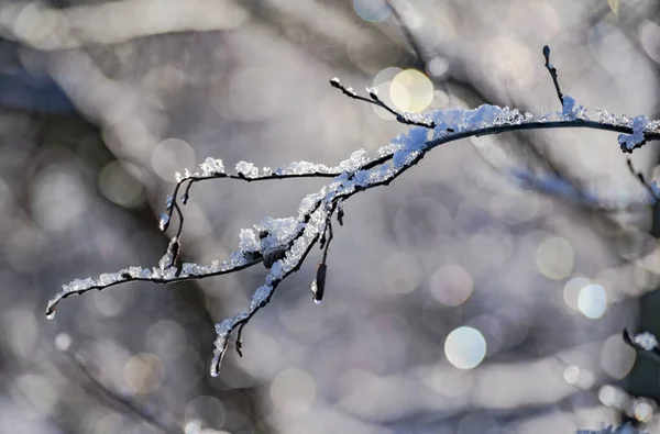 Лід Гілках Дерева Сонячний Зимовий День — стокове фото