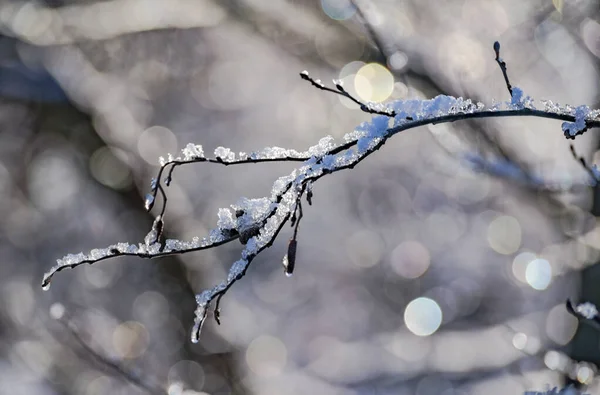 Ice Branches Tree Sunny Winter Day — 图库照片