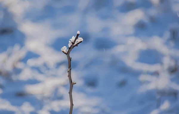 Glace Sur Les Branches Arbre Par Une Journée Ensoleillée Hiver — Photo