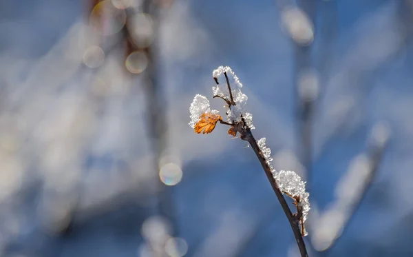 Eis Auf Den Ästen Eines Baumes Einem Sonnigen Wintertag — Stockfoto