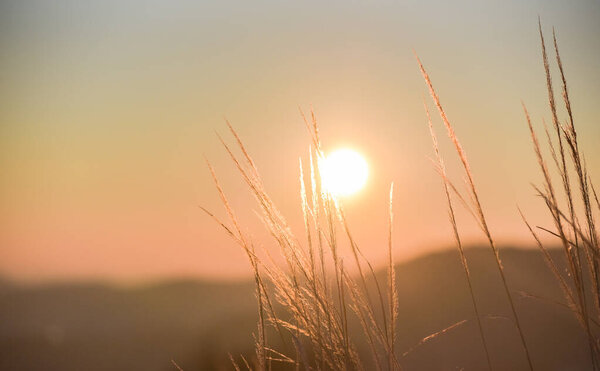 Winter sun setting through a field plant