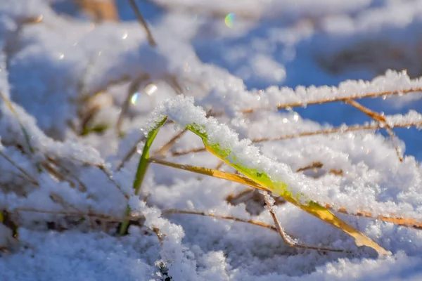 Зелені Пагони Молодої Рослини Через Сніг — стокове фото