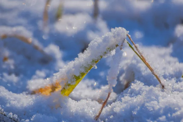 Green Shoots Young Plant Snow — Fotografia de Stock