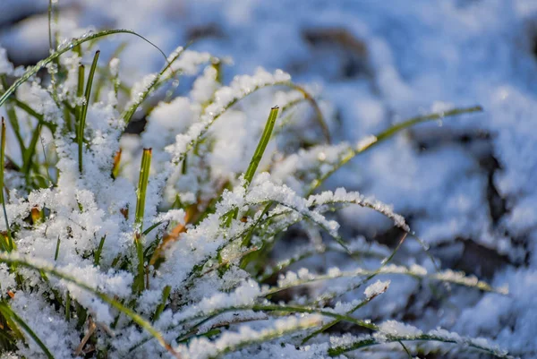 Green Shoots Young Plant Snow — Foto Stock