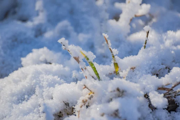 Green Shoots Young Plant Snow — Fotografia de Stock
