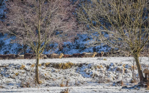 Zimní Krajina Hejnem Ovcí Koz Blízkosti Lesa — Stock fotografie