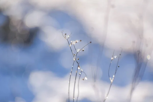 冬の晴れた日に畑の植物に輝く氷 — ストック写真