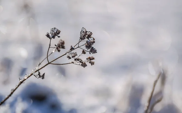 Shiny Ice Field Plant Winter Sunny Day — Zdjęcie stockowe