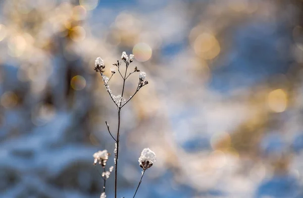 冬の晴れた日に畑の植物に輝く氷 — ストック写真