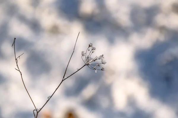 Shiny Ice Field Plant Winter Sunny Day — Stock Fotó
