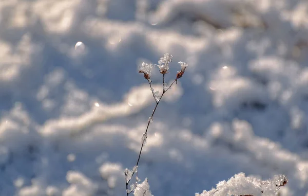 Shiny Ice Field Plant Winter Sunny Day — Fotografia de Stock