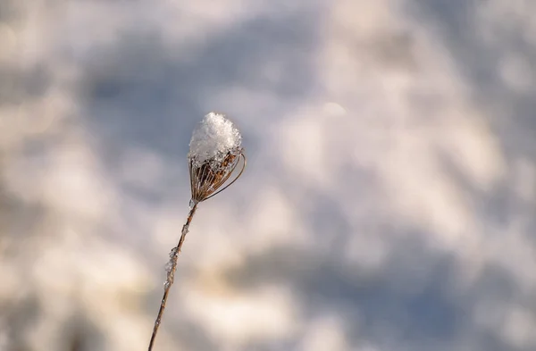 Shiny Ice Field Plant Winter Sunny Day — Foto Stock