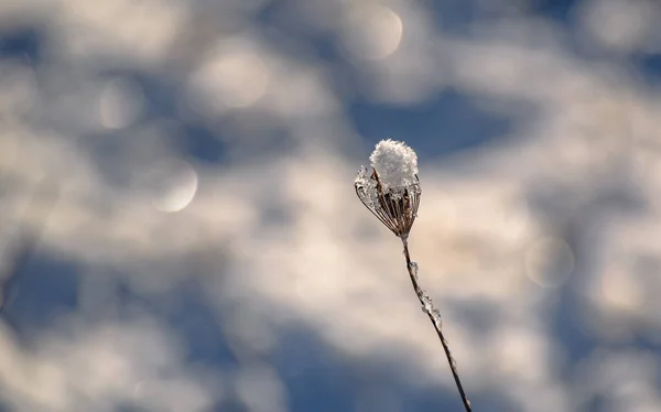 Glace Brillante Sur Une Plante Des Champs Par Une Journée — Photo