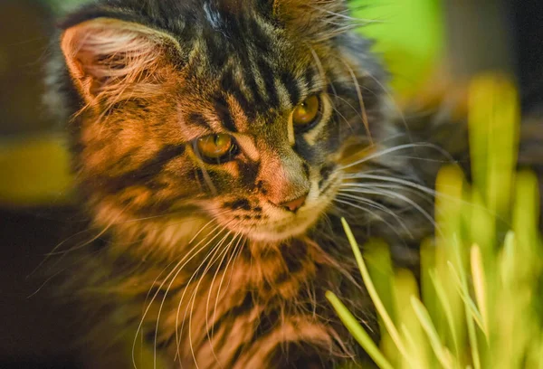 Portret Van Een Maine Coon Kitten Gemarmerde Kleur — Stockfoto