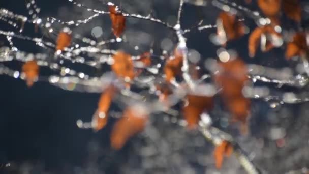 Güneşli Bir Kış Gününde Bir Ağacın Dallarında Buz — Stok video