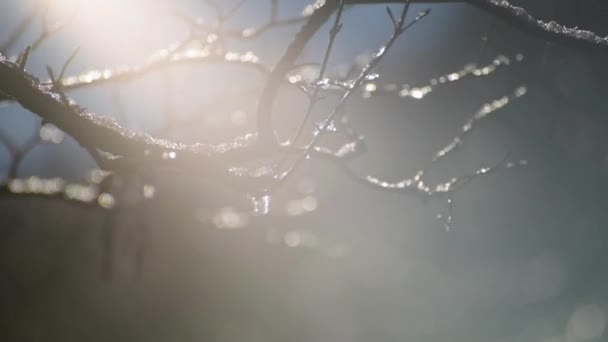 Glace Sur Les Branches Arbre Par Une Journée Ensoleillée Hiver — Video