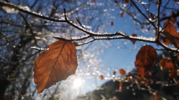 Jää Puun Oksilla Aurinkoisena Talvipäivänä — kuvapankkivideo