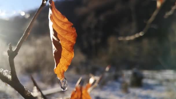 Πάγος Στα Κλαδιά Ενός Δέντρου Μια Ηλιόλουστη Χειμωνιάτικη Μέρα — Αρχείο Βίντεο