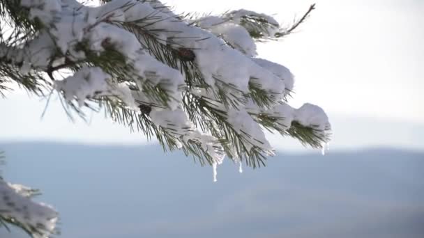 Snow Covered Branch Mountain Pine Icicles — ストック動画