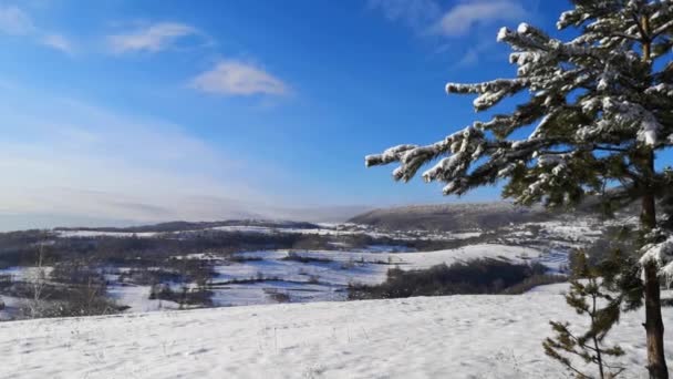 Rama Cubierta Nieve Pino Montaña Con Carámbanos — Vídeos de Stock