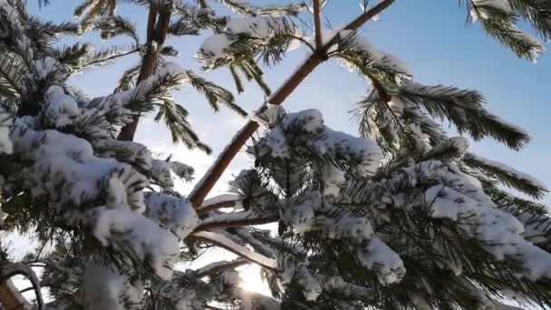 Snow Covered Branch Mountain Pine Icicles — Vídeos de Stock