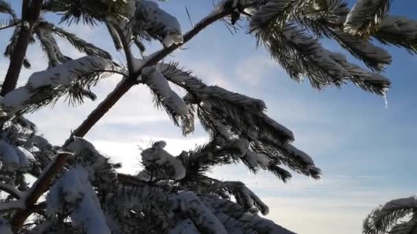 Snow Covered Branch Mountain Pine Icicles — Vídeos de Stock