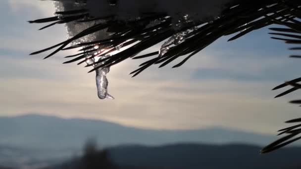 Snow Covered Branch Mountain Pine Icicles — ストック動画