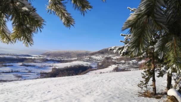 Rama Cubierta Nieve Pino Montaña Con Carámbanos — Vídeo de stock