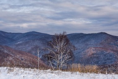 Karpat Dağları 'ndaki kış manzarası