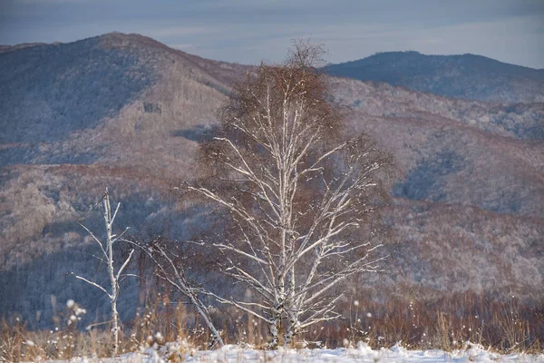 Paisagem Inverno Nas Montanhas Dos Cárpatos — Fotografia de Stock