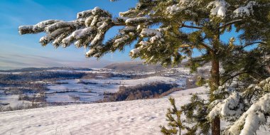 Snow-covered branch of mountain pine with icicles