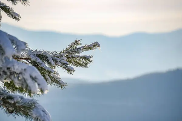 Снігова Гілка Гірської Сосни Бурульками — стокове фото